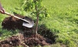 گلستان پیشگام احیای جنگلهای کشور؛ «کاشت درخت» به یک ضرورت ملی تبدیل شده است
