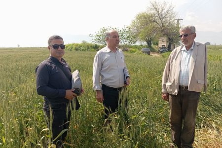 بازدید از مزارع۱۵ هکتاری تکثیری بذر گندم در روستای باقر آباد بخش کمالان شهرستان علی آباد کتول