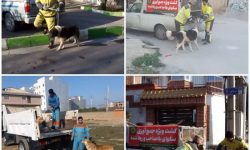 اجرای طرح ضربتی جمعآوری سگهای بلاصاحب در شهر گرگان