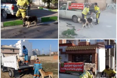 اجرای طرح ضربتی جمعآوری سگهای بلاصاحب در شهر گرگان