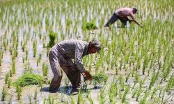 توزیع کود پرمصرف برای مزارع خشکی کاری