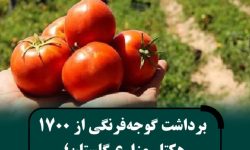 آغاز برداشت گوجهفرنگی از مزارع استان