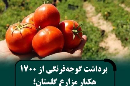 آغاز برداشت گوجه‌فرنگی از مزارع استان