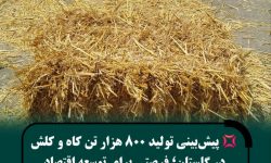تولید حدود ۸۰۰ هزار تن کاه و کلش همزمان با برداشت گندم در استان