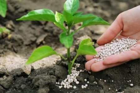 پرداخت مستقیم یارانه کود به کشاورزان گلستانی آغاز شد